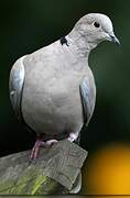 Eurasian Collared Dove