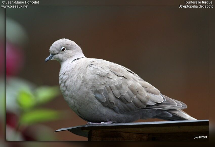 Eurasian Collared Dove