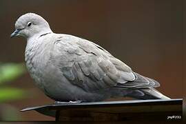 Eurasian Collared Dove