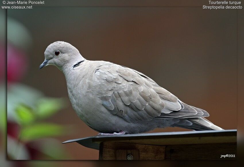 Eurasian Collared Dove