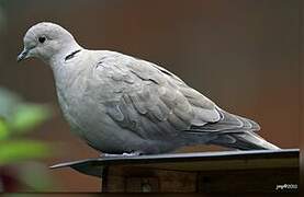 Eurasian Collared Dove