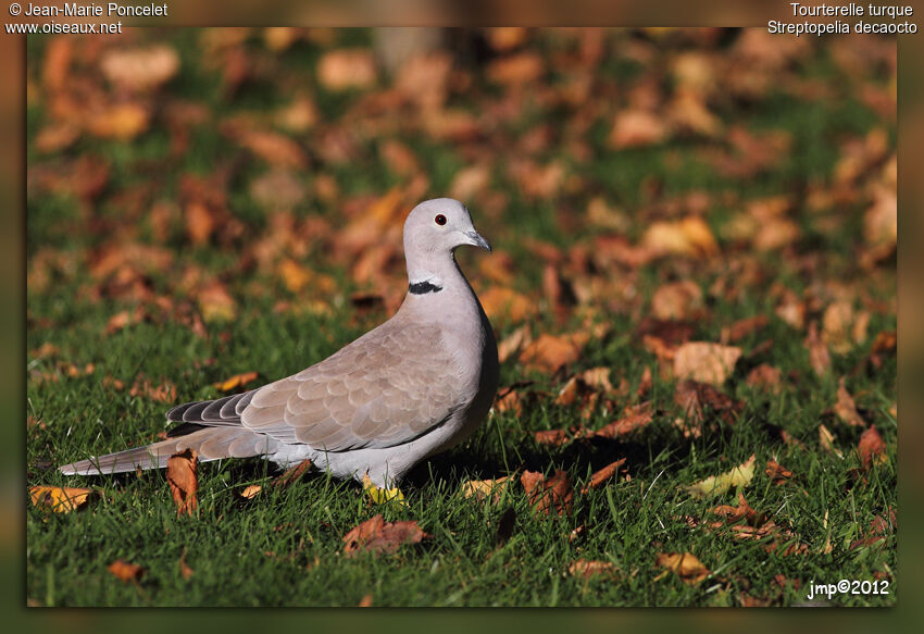 Eurasian Collared Dove