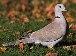 Eurasian Collared Dove