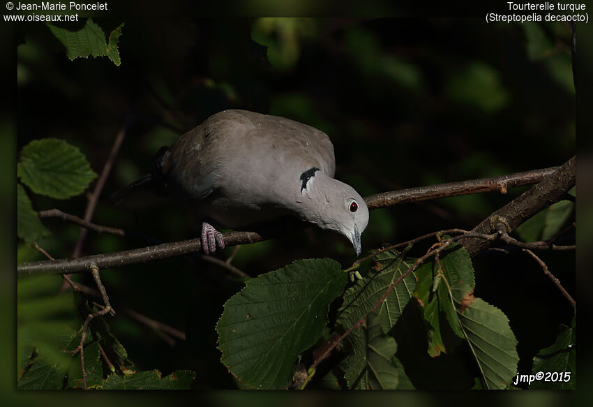 Eurasian Collared Dove