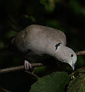 Eurasian Collared Dove