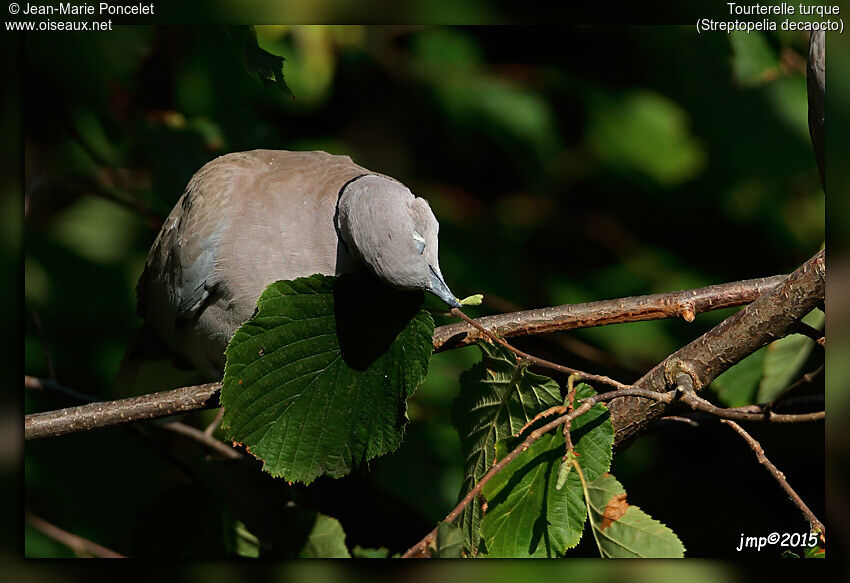 Eurasian Collared Dove