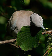 Eurasian Collared Dove