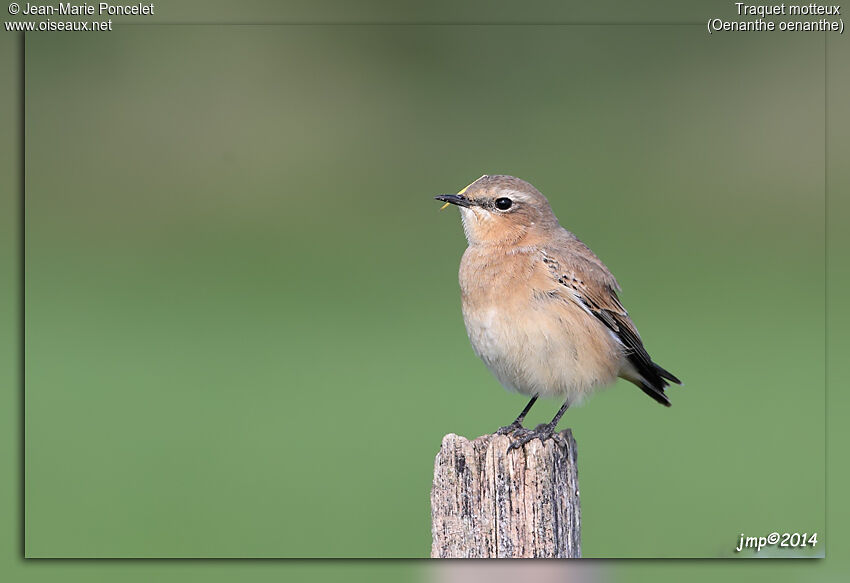 Northern Wheatear