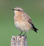 Northern Wheatear