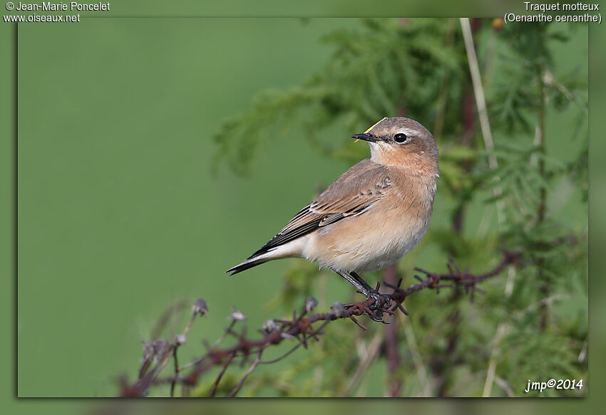 Northern Wheatear