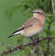 Northern Wheatear