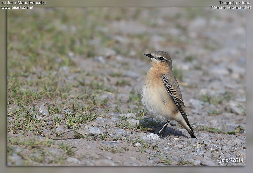 Northern Wheatear