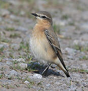 Northern Wheatear