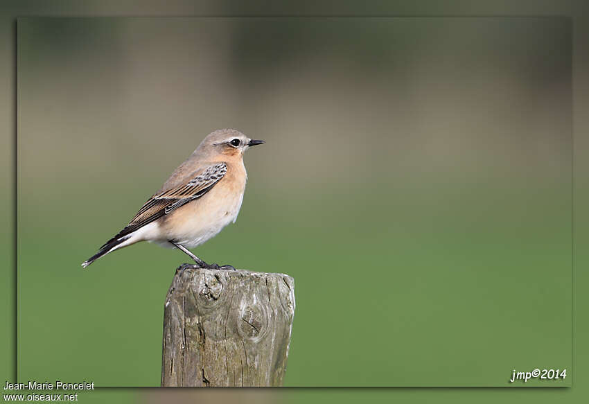 Northern Wheatearadult