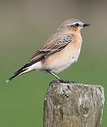 Northern Wheatear