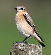 Northern Wheatear