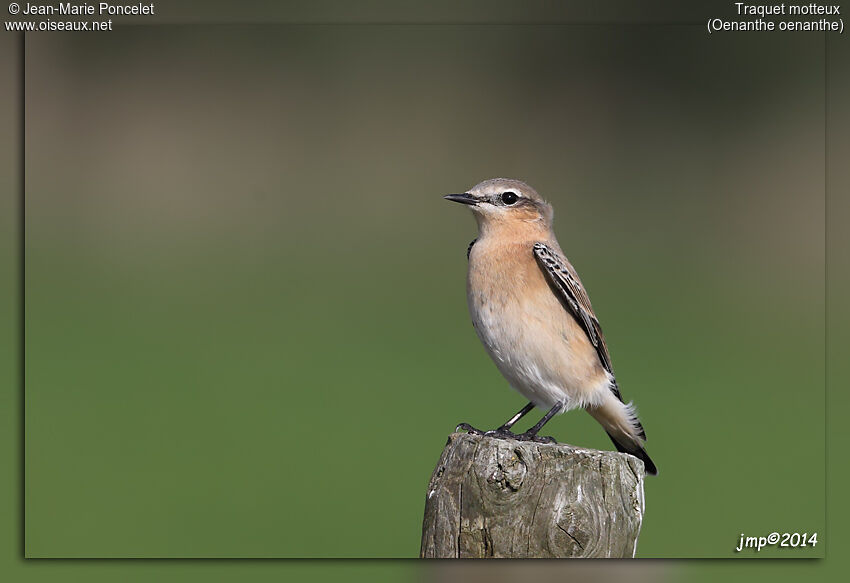 Northern Wheatear