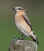 Northern Wheatear