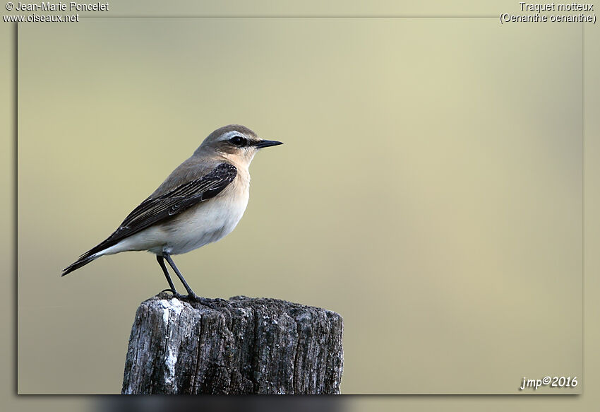 Northern Wheatear