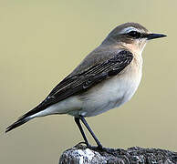 Northern Wheatear