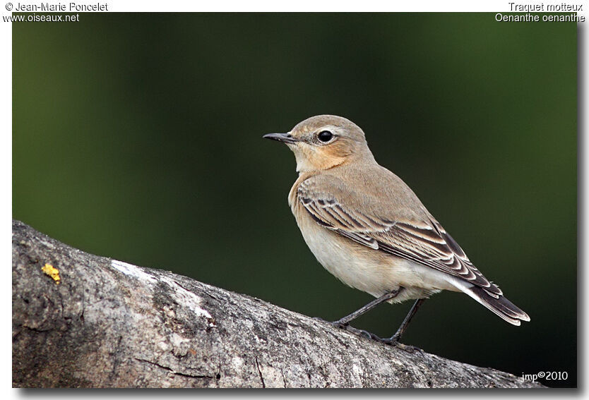 Northern Wheatear