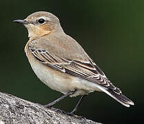 Northern Wheatear