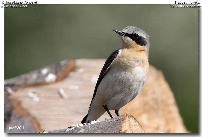 Northern Wheatear