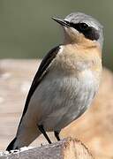 Northern Wheatear