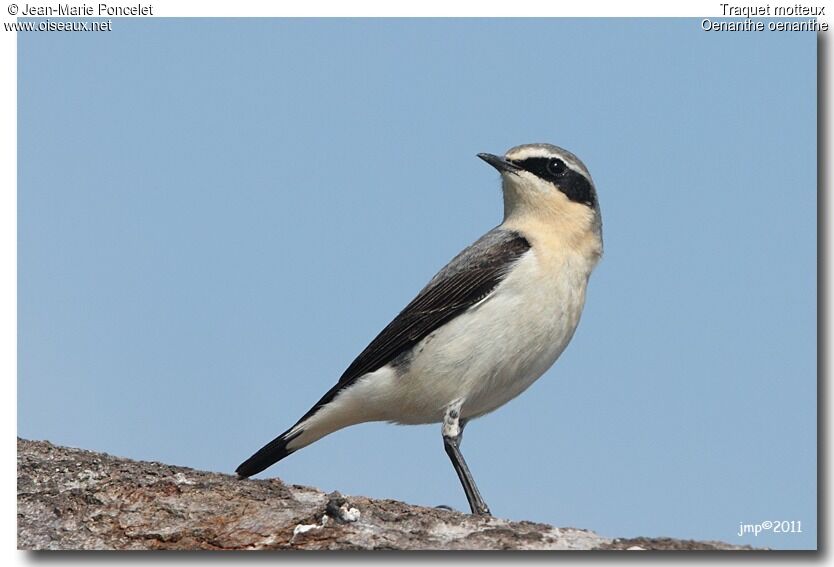 Northern Wheatear