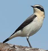 Northern Wheatear