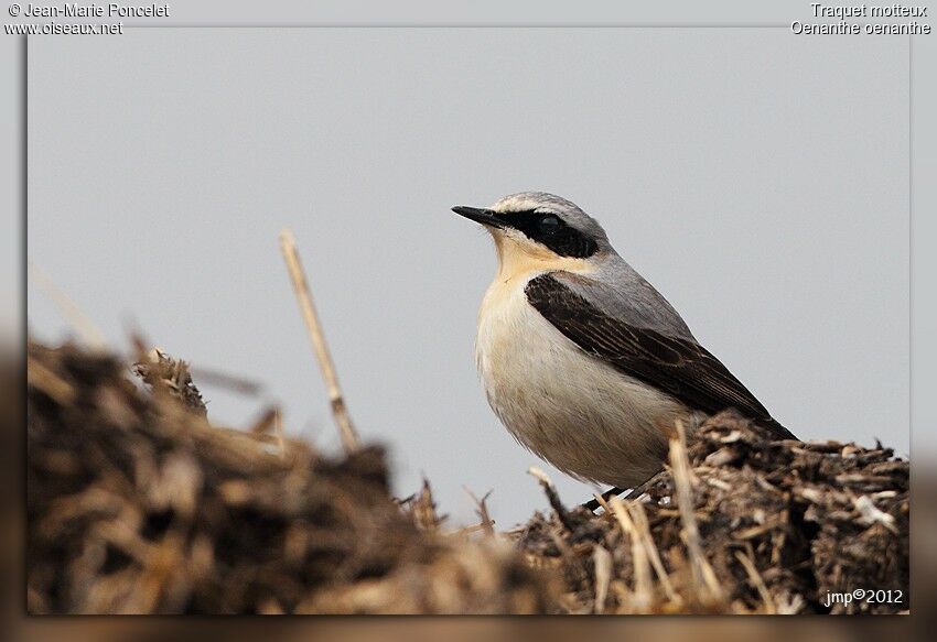 Northern Wheatear