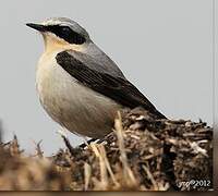 Northern Wheatear