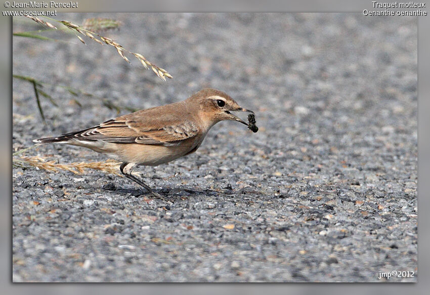 Northern Wheatear