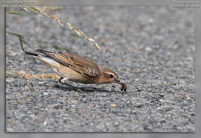 Northern Wheatear