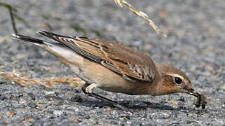 Northern Wheatear