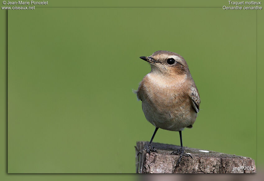 Northern Wheatear