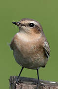 Northern Wheatear