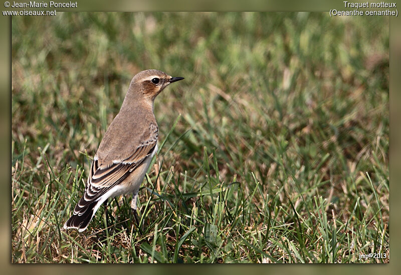 Northern Wheatear