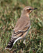 Northern Wheatear