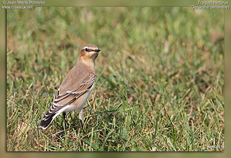 Northern Wheatear