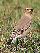 Northern Wheatear