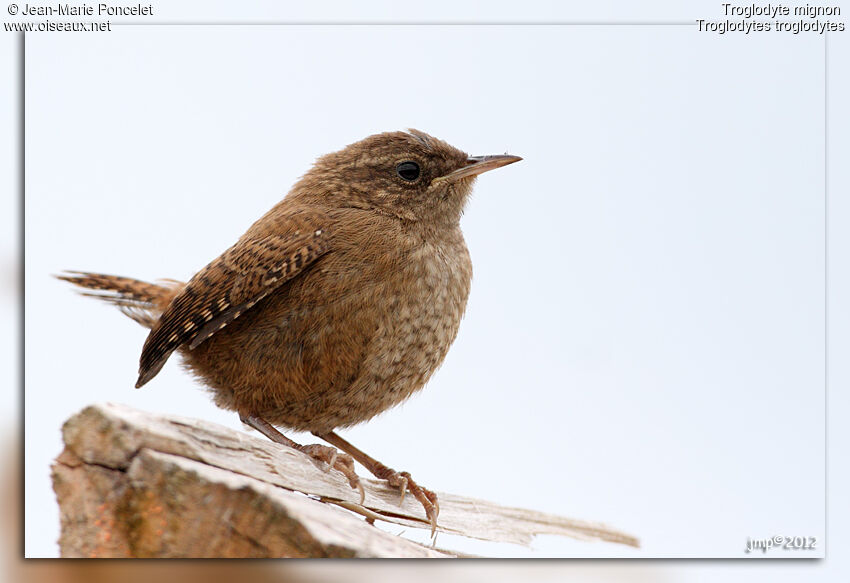 Eurasian Wren