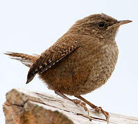 Eurasian Wren