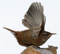 Eurasian Wren