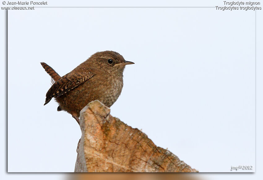 Eurasian Wren