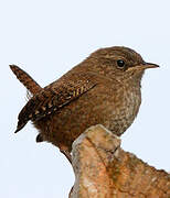 Eurasian Wren