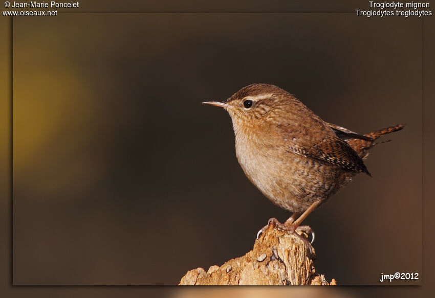 Eurasian Wren