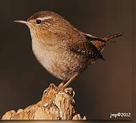 Eurasian Wren