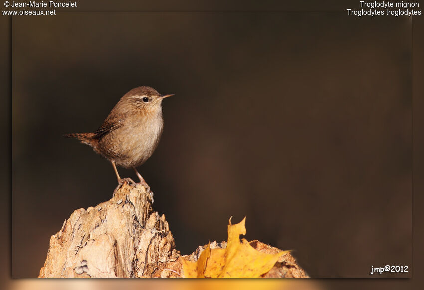 Troglodyte mignon