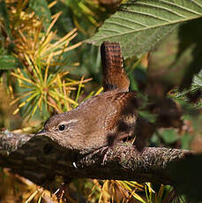 Troglodyte mignon